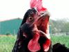 Vogelpest 2017 - H5N8 - Aufstallung teilweise aufgehoben