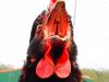 Vogelpest 2017 - H5N8 - Stallpflicht wird aufgelockert - auch in Schwalmtal