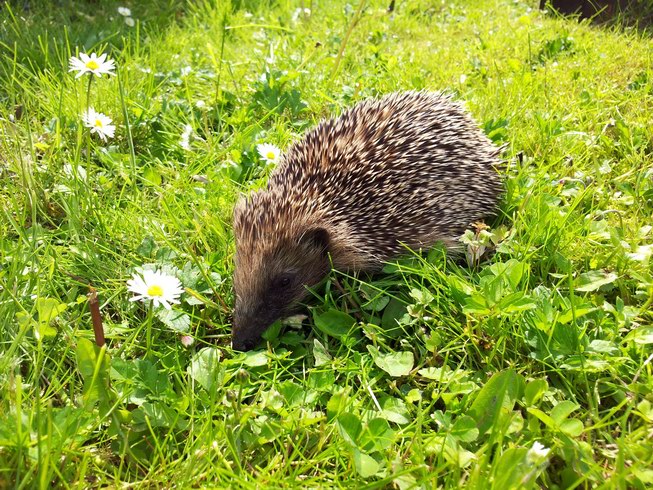 25.05.2013 - Ein Gast zu Besuch 25.05.2013 - Ein Gast zu Besuch