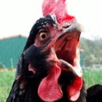 Vogelgrippe-Virus H5N8 (2014) – Stallpflicht-Gebiete stehen fest! Vogelgrippe-Virus H5N8 (2014) – Stallpflicht-Gebiete stehen fest!