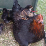 Videoblog - Chickencamps Juni 2015-Küken - Hitze ohne Ende Videoblog - Chickencamps Juni 2015-Küken - Hitze ohne Ende