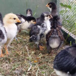 Videoblog - Chickencamps Juni 2015-Küken - schon drei Wochen alt