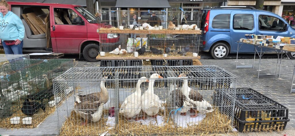 Geflügelmarkt (Kaninchenmarkt / Tiermarkt) in Mol (Belgien) Geflügelmarkt (Kaninchenmarkt / Tiermarkt) in Mol (Belgien)