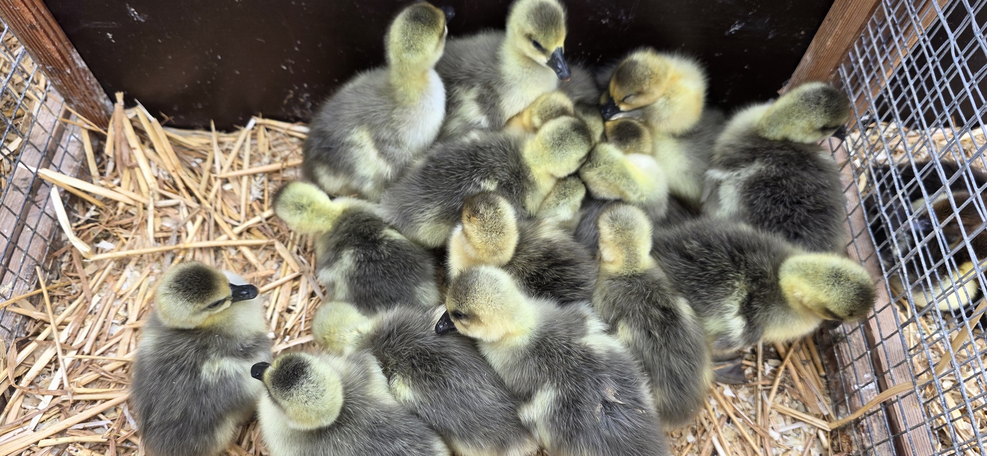 Geflügelmarkt Mol 2026 – aktuelle Eindrücke, Öffnungszeiten, Tierangebot und neue Fotos