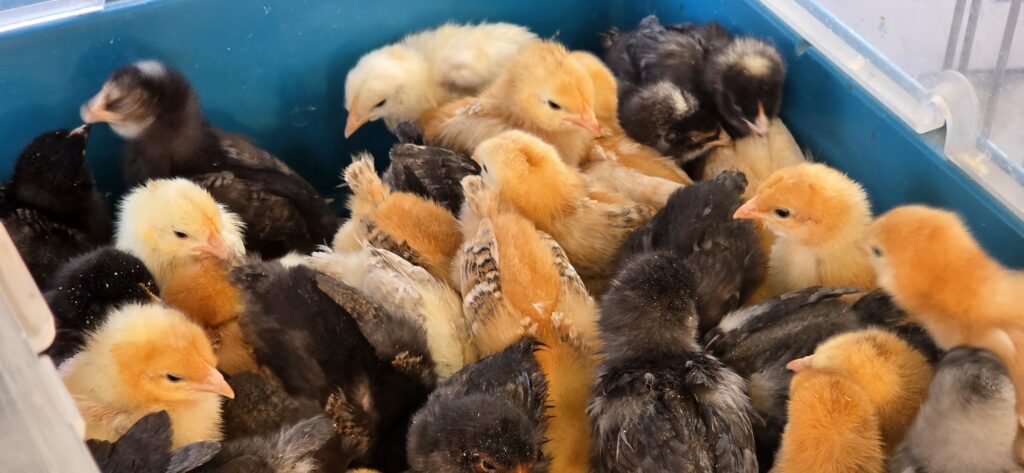 Geflügelmarkt - auch kleine Küken werden gehandelt Geflügelmarkt - auch kleine Küken werden gehandelt