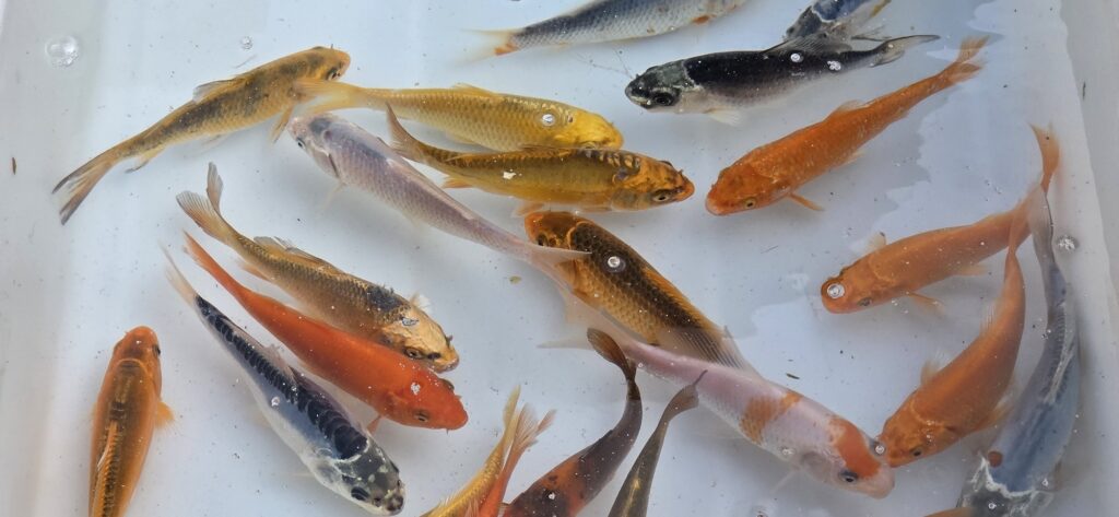 Hier sind auch schöne Koi, Störe und andere Fischarten zu finden Hier sind auch schöne Koi, Störe und andere Fischarten zu finden