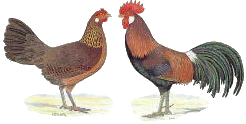 Frau und Herr Bankiva Frau und Herr Bankiva